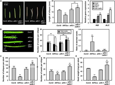 ATBS1-INTERACTING FACTOR 2 Negatively Modulates Pollen Production and Seed Formation in Arabidopsis